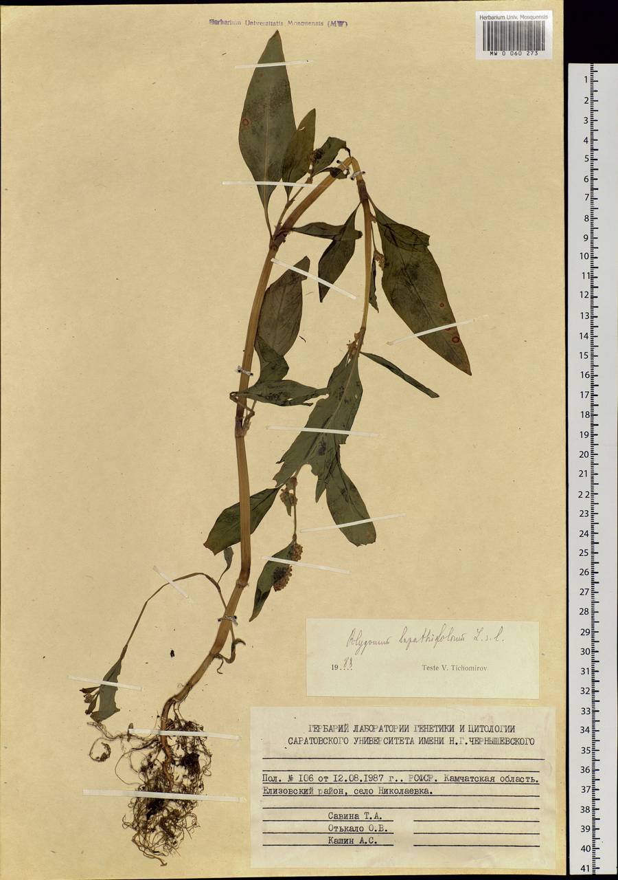 Горец развесистый, Горец щавелелистный (L.) Gray, Сибирь, Чукотка и Камчатка (S7) (Россия)
