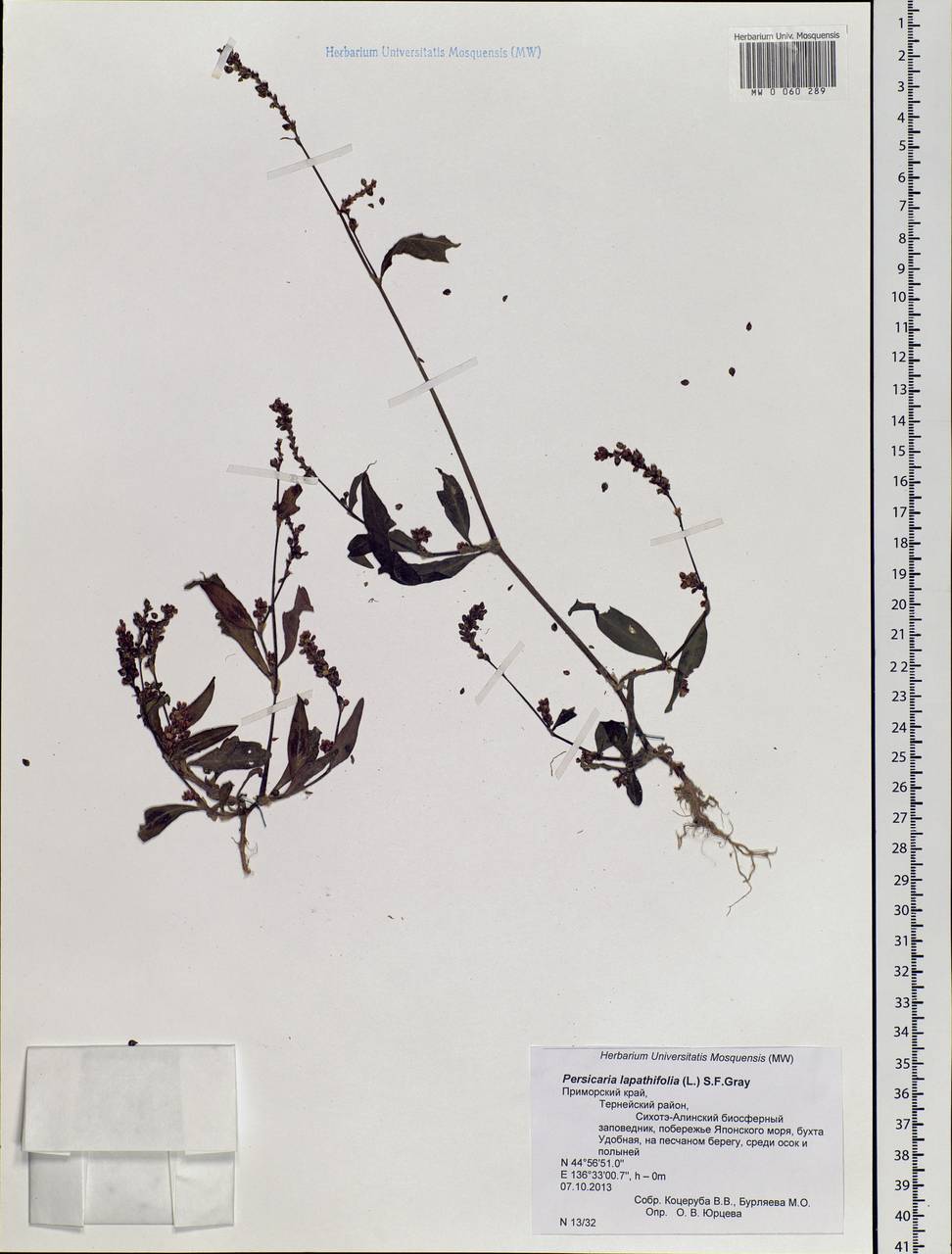 Горец развесистый, Горец щавелелистный (L.) Gray, Сибирь, Дальний Восток (S6) (Россия)