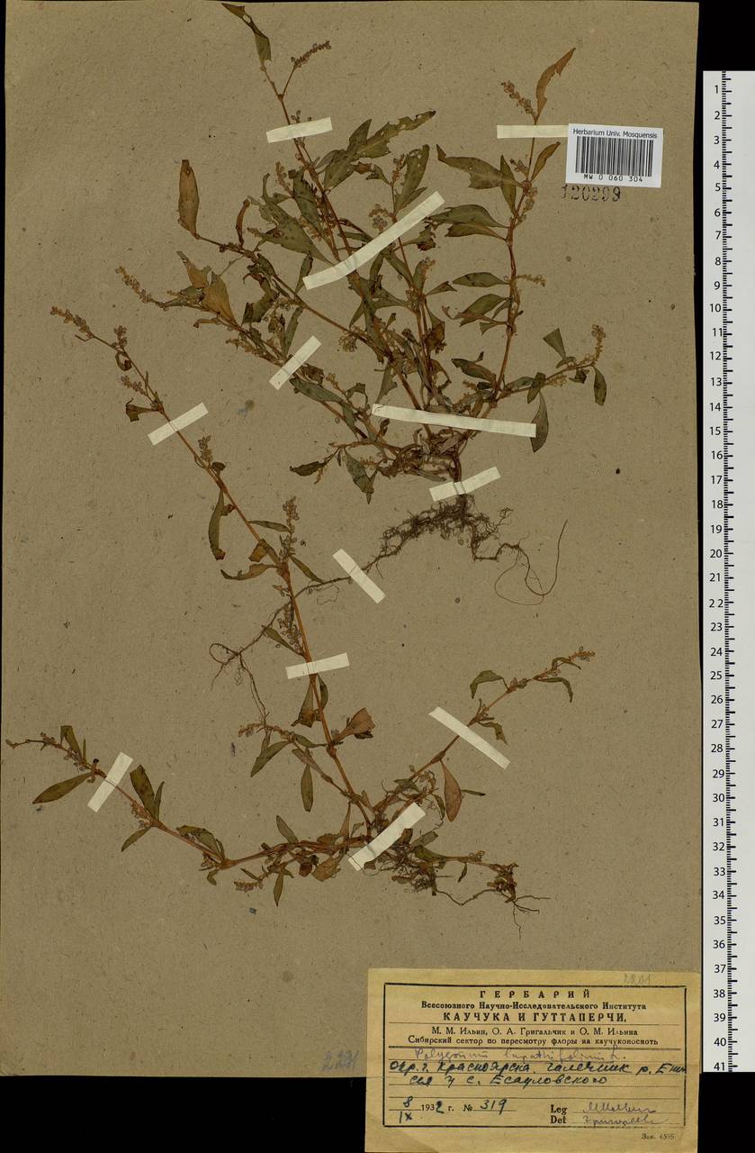 Горец развесистый, Горец щавелелистный (L.) Gray, Сибирь, Центральная Сибирь (S3) (Россия)