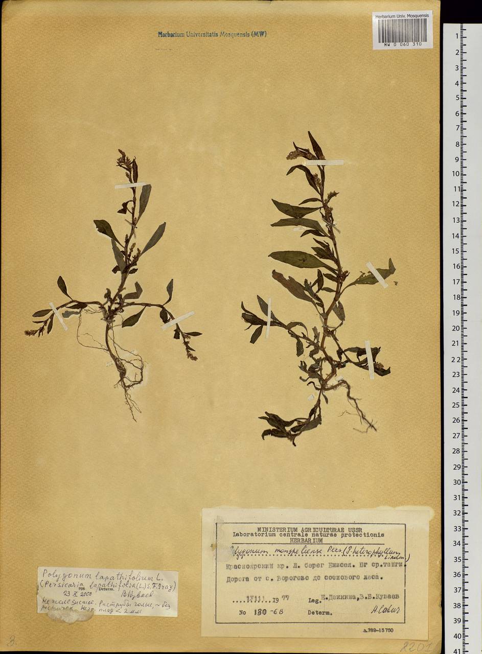 Горец развесистый, Горец щавелелистный (L.) Gray, Сибирь, Центральная Сибирь (S3) (Россия)