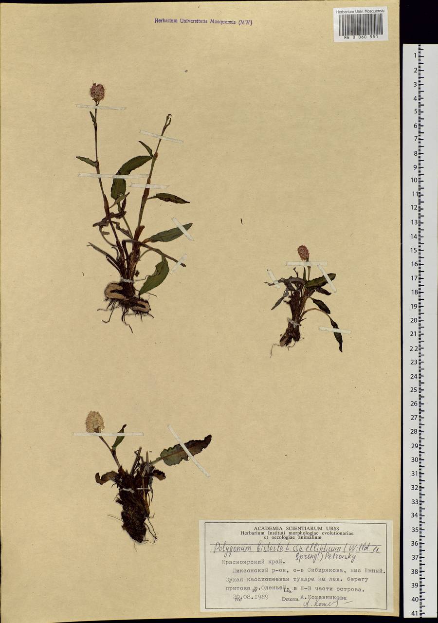 Змеевик эллиптический (Willd. ex Spreng.) Kom., Сибирь, Центральная Сибирь (S3) (Россия)