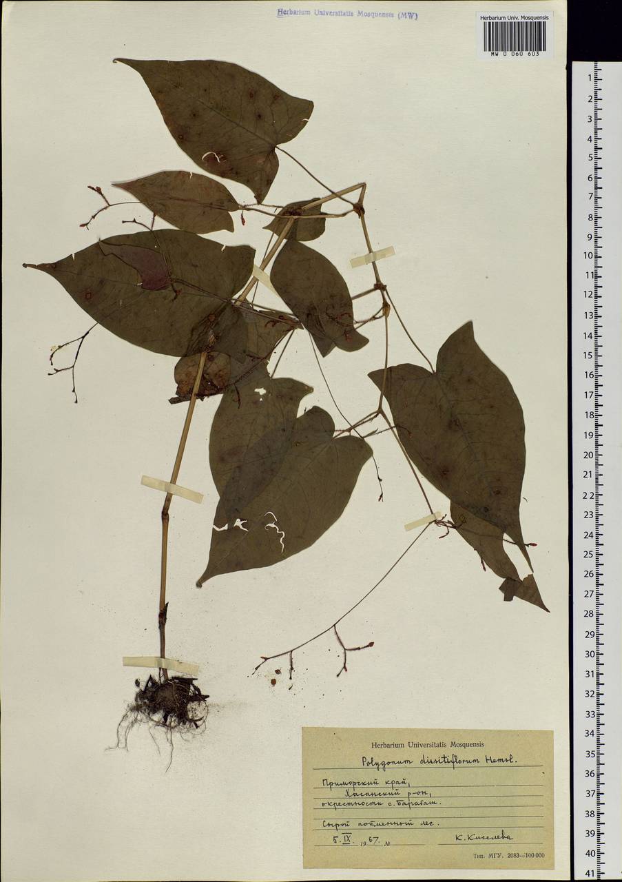 Горец рассеянноцветковый (Hemsl.) H. Gross ex T. Mori, Сибирь, Дальний Восток (S6) (Россия)
