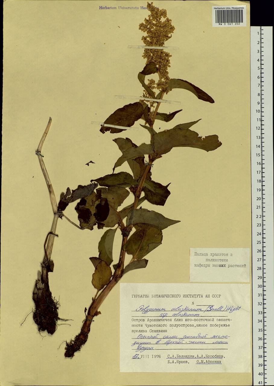 Koenigia lapathifolia (Cham. & Schltdl.) M. H. J. van der Meer, Сибирь, Чукотка и Камчатка (S7) (Россия)