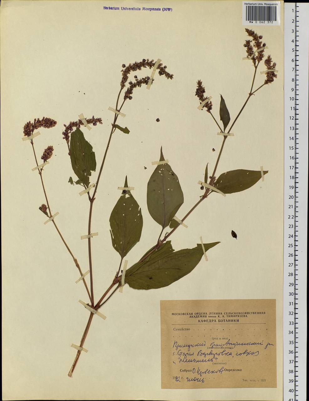 Polygonaceae, Сибирь, Дальний Восток (S6) (Россия)