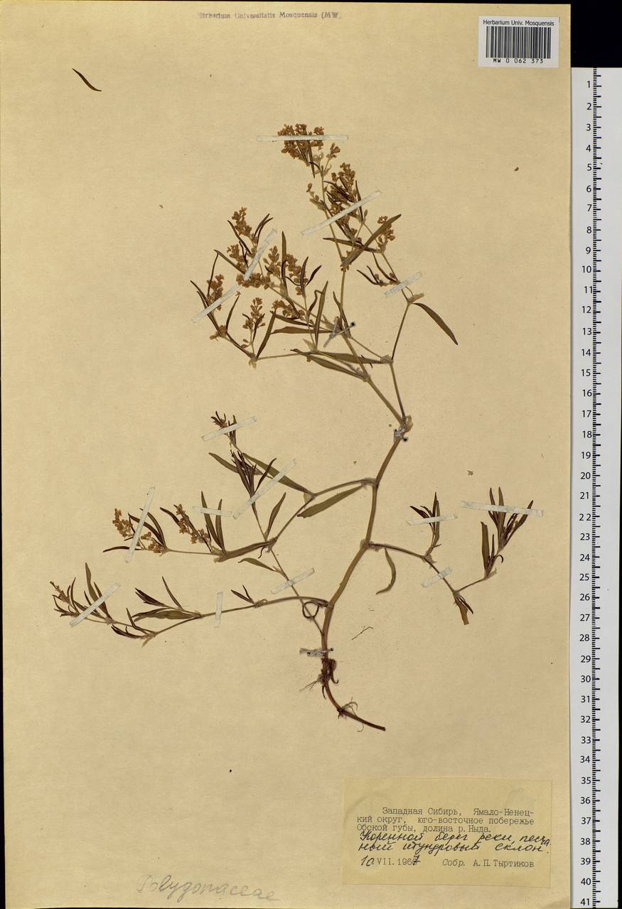 Polygonaceae, Сибирь, Западная Сибирь (S1) (Россия)