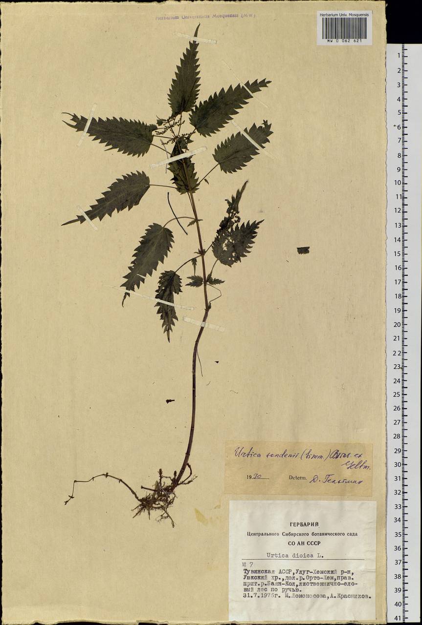 Urtica dioica subsp. sondenii (Simmons) Hyl., Сибирь, Алтай и Саяны (S2) (Россия)