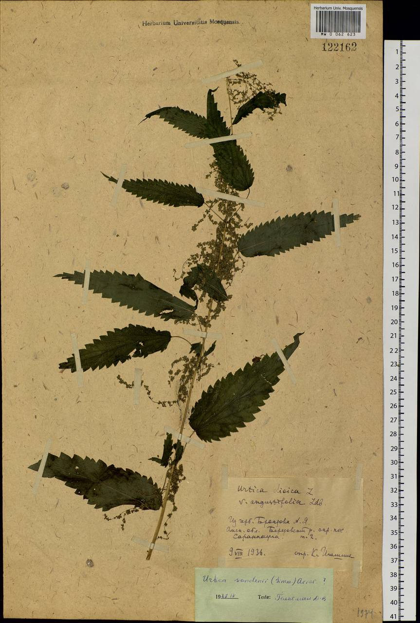 Urtica dioica subsp. sondenii (Simmons) Hyl., Сибирь, Западная Сибирь (S1) (Россия)