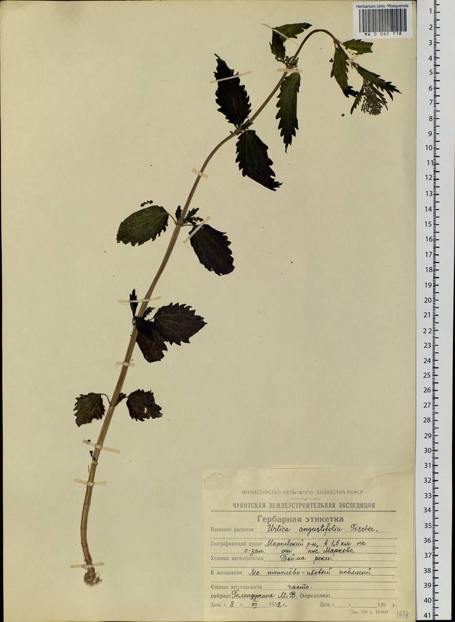 Urtica dioica var. holosericea Fr., Сибирь, Чукотка и Камчатка (S7) (Россия)