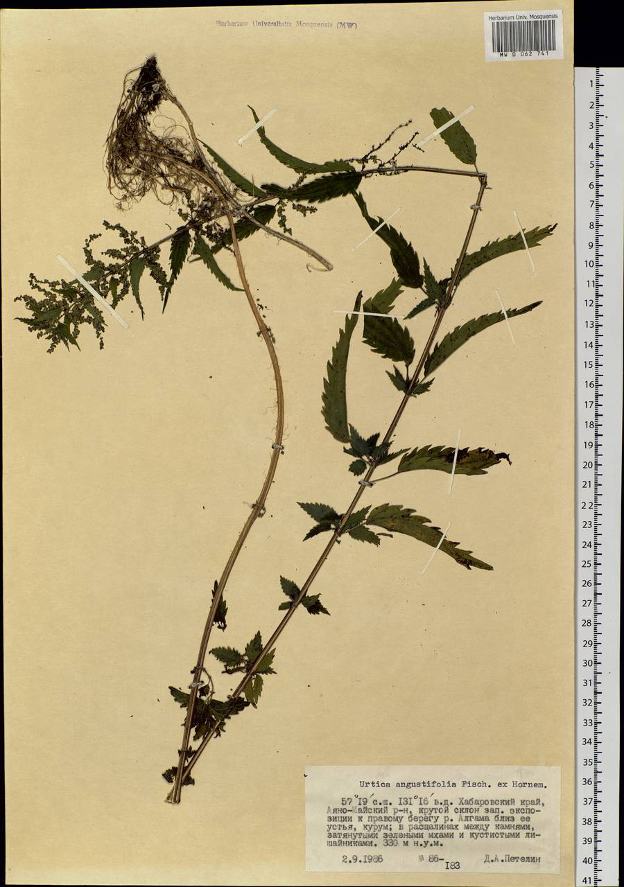 Urtica dioica var. holosericea Fr., Сибирь, Дальний Восток (S6) (Россия)