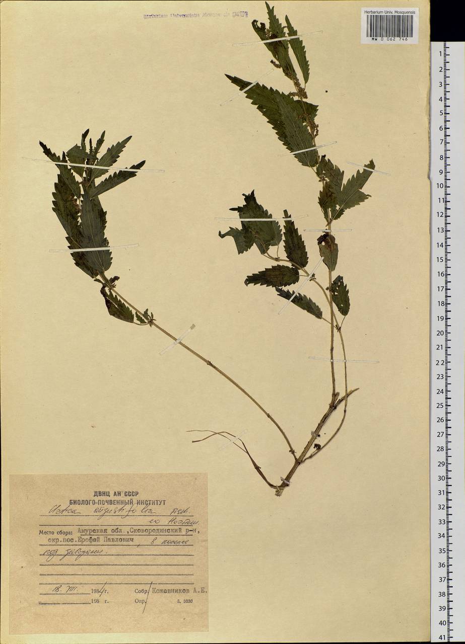 Urtica dioica var. holosericea Fr., Сибирь, Дальний Восток (S6) (Россия)