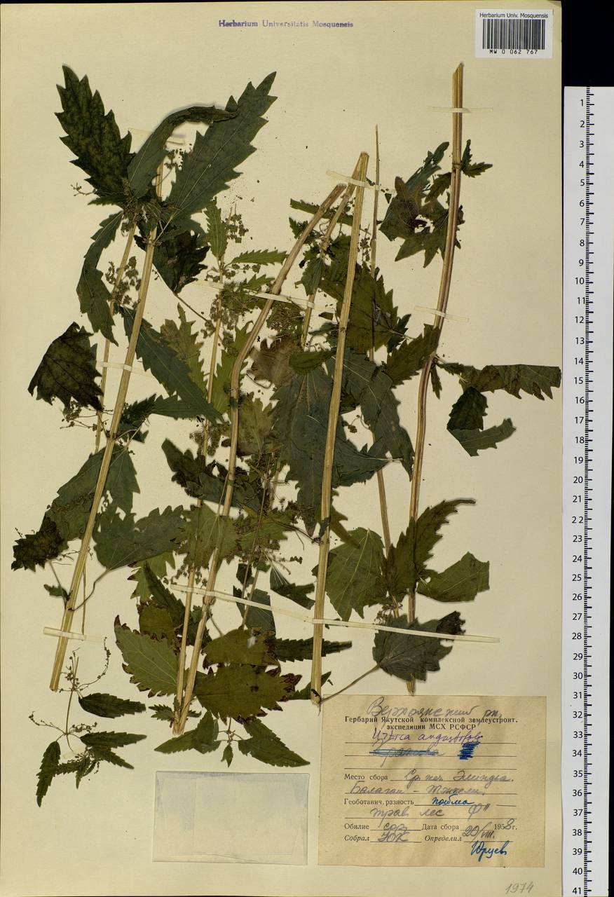 Urtica dioica var. holosericea Fr., Сибирь, Якутия (S5) (Россия)