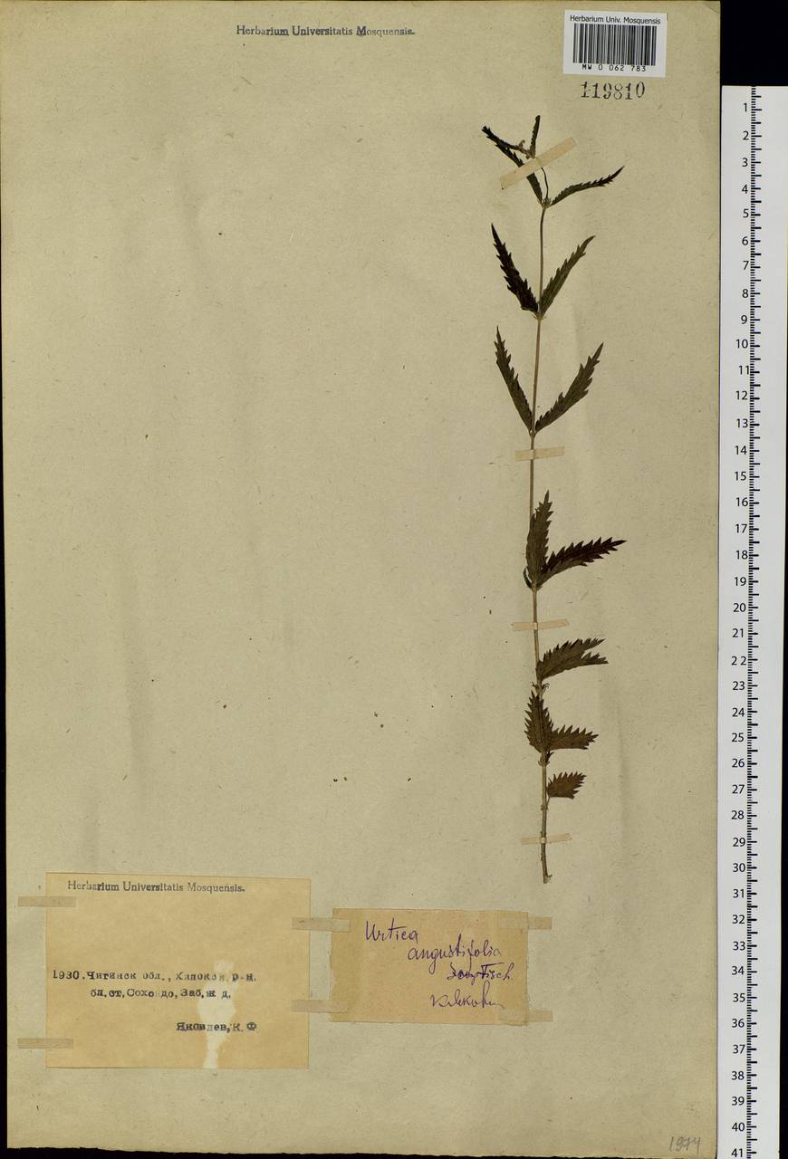 Urtica dioica var. holosericea Fr., Сибирь, Прибайкалье и Забайкалье (S4) (Россия)