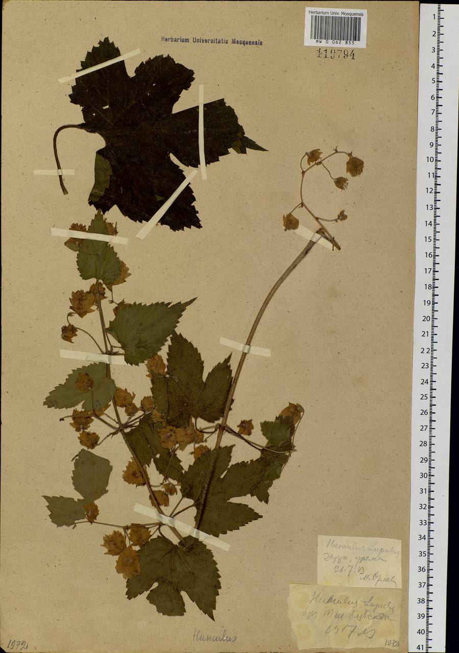 Хмель обыкновенный L., Сибирь, Западная Сибирь (S1) (Россия)