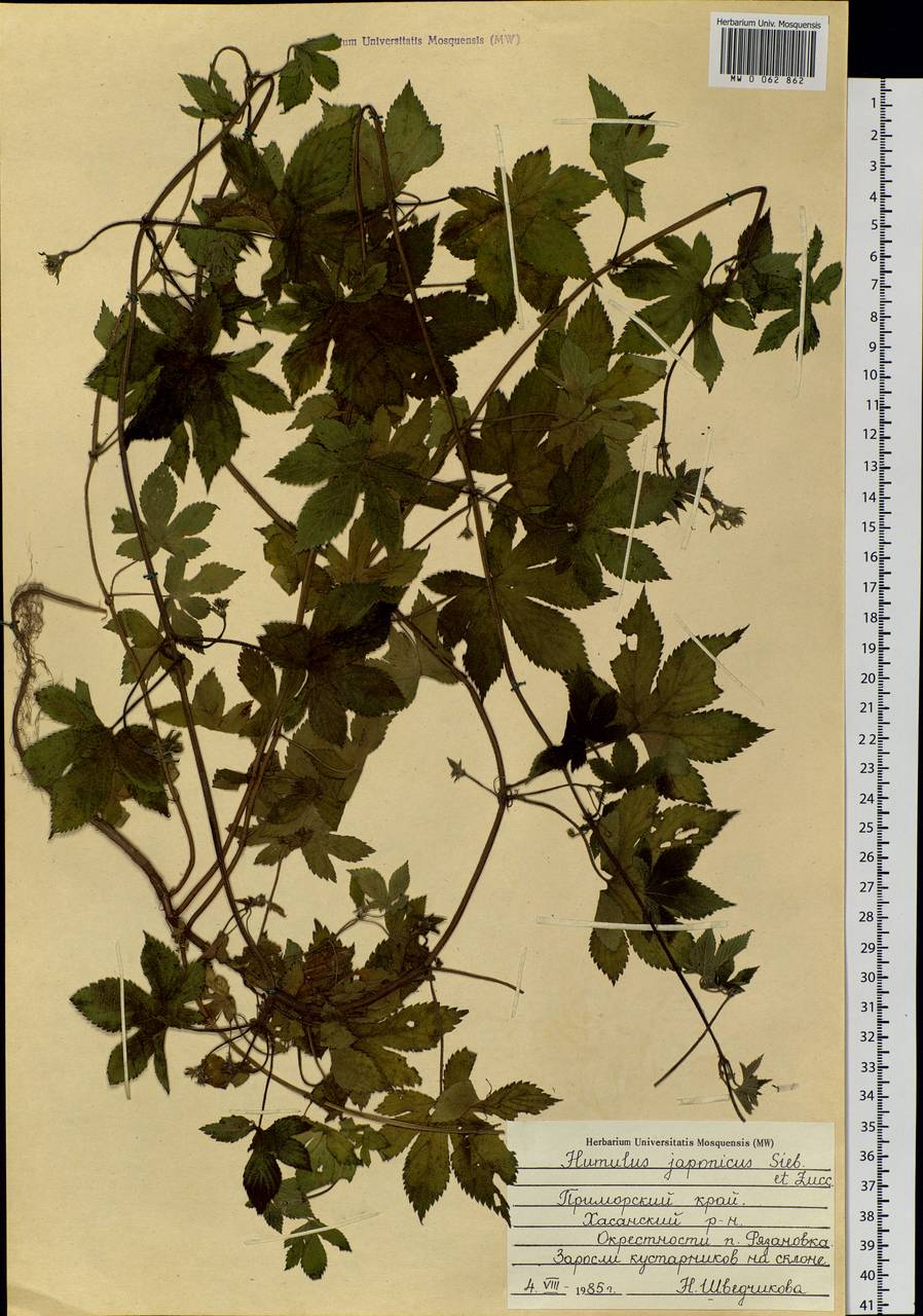 Humulus scandens (Lour.) Merr., Сибирь, Дальний Восток (S6) (Россия)