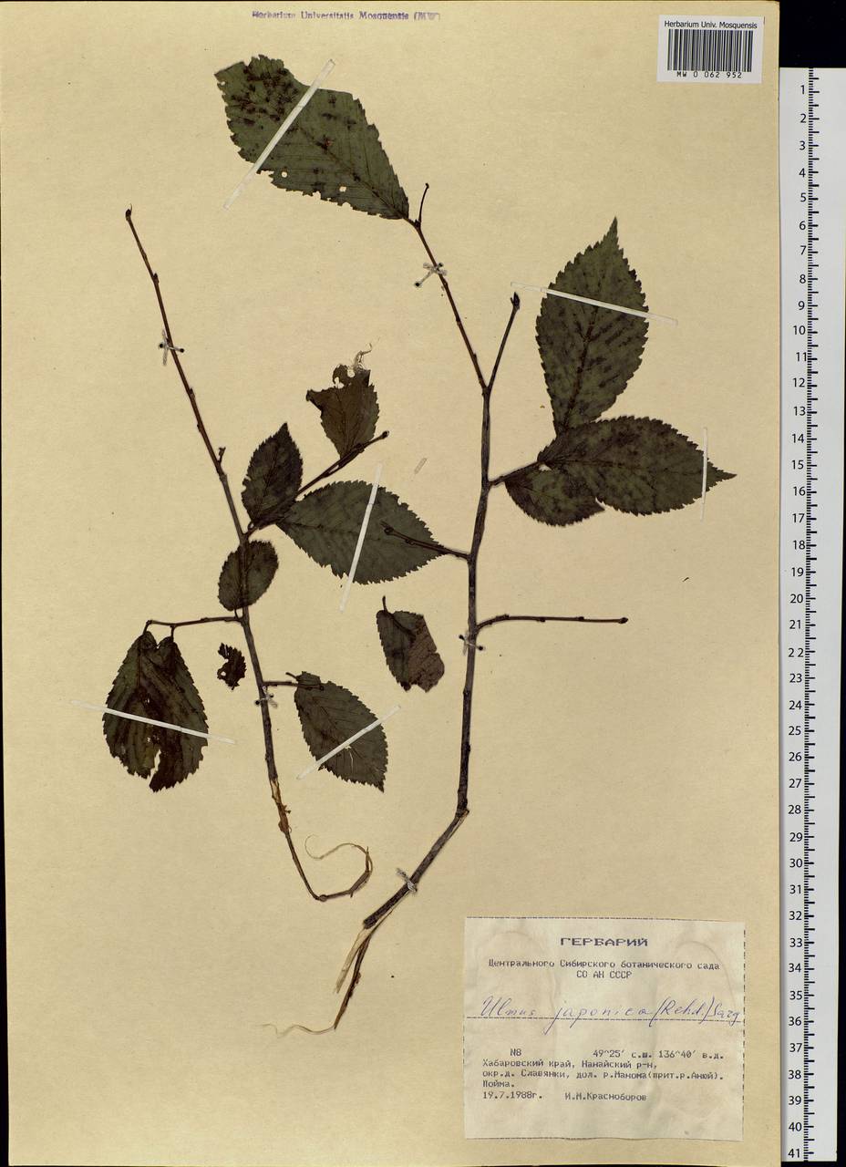 Ulmus davidiana var. japonica (Rehder) Nakai, Сибирь, Дальний Восток (S6) (Россия)