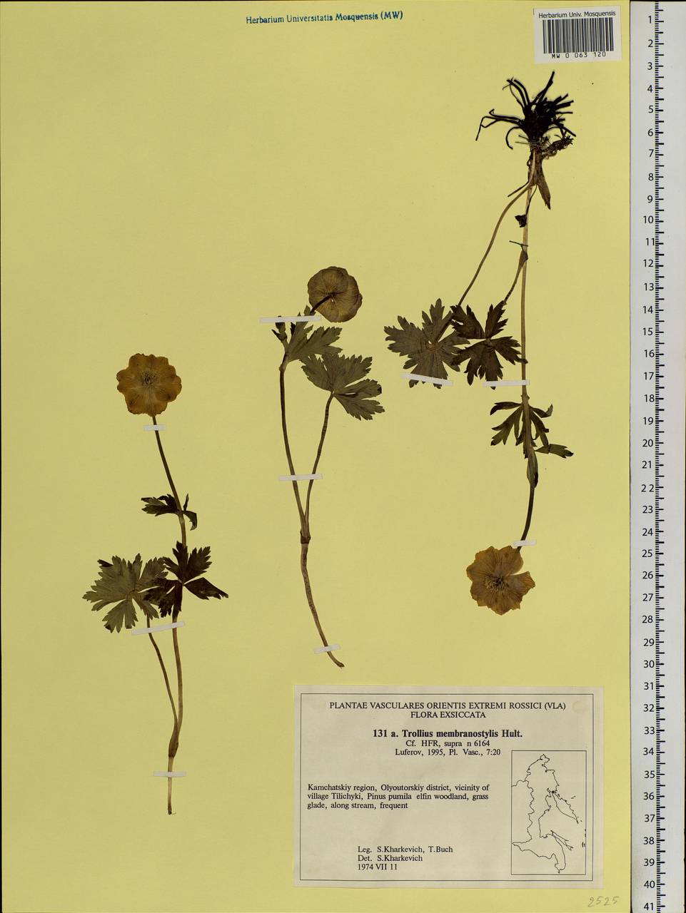 Trollius riederianus subsp. riederianus, Сибирь, Чукотка и Камчатка (S7) (Россия)