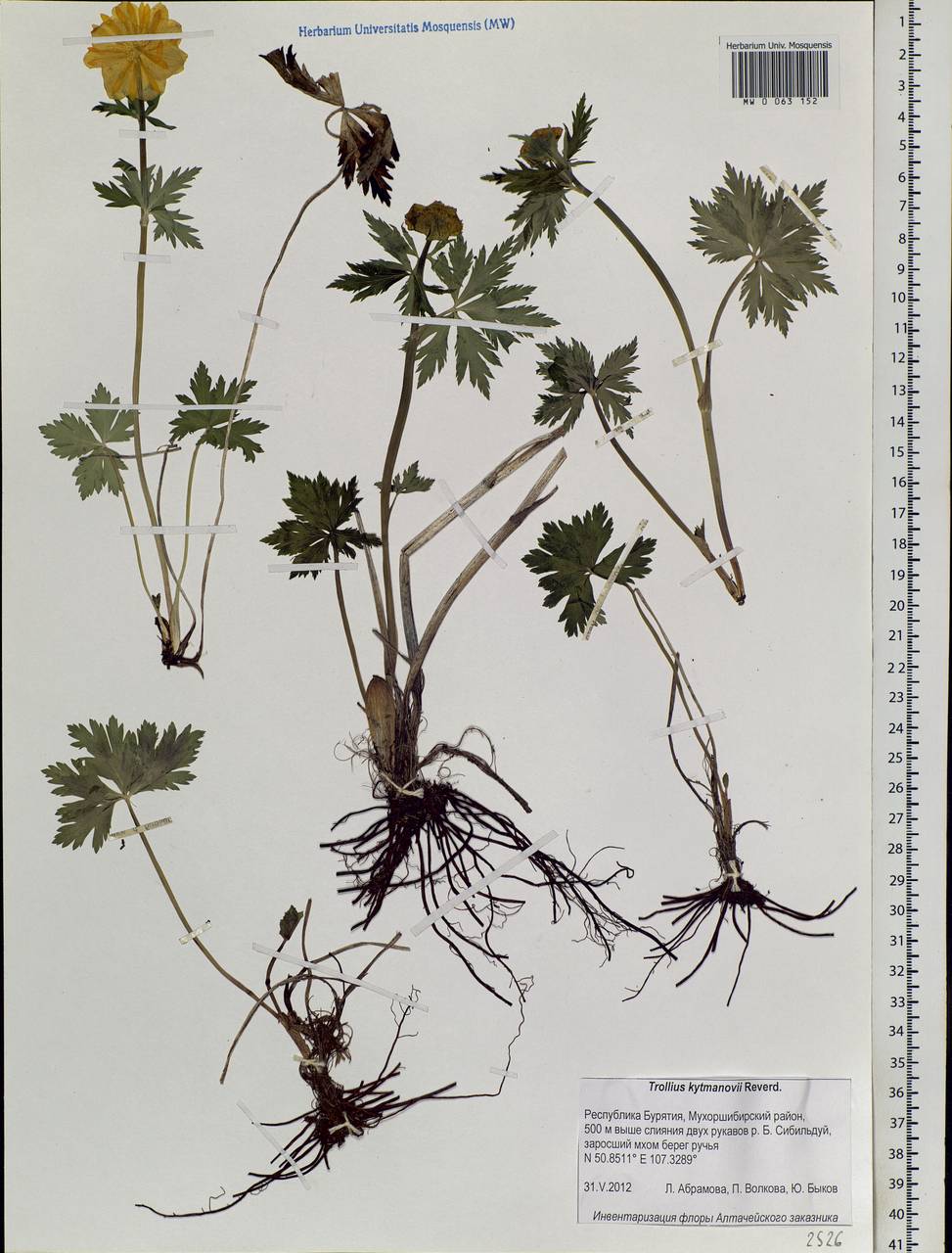 Trollius kytmanovii