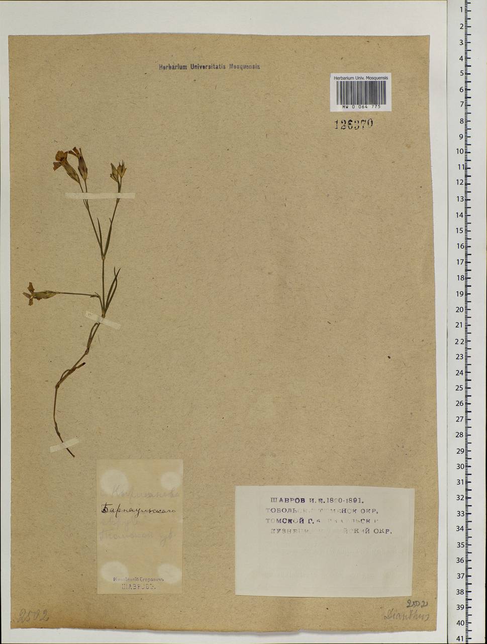 Гвоздика, Сибирь, Алтай и Саяны (S2) (Россия)