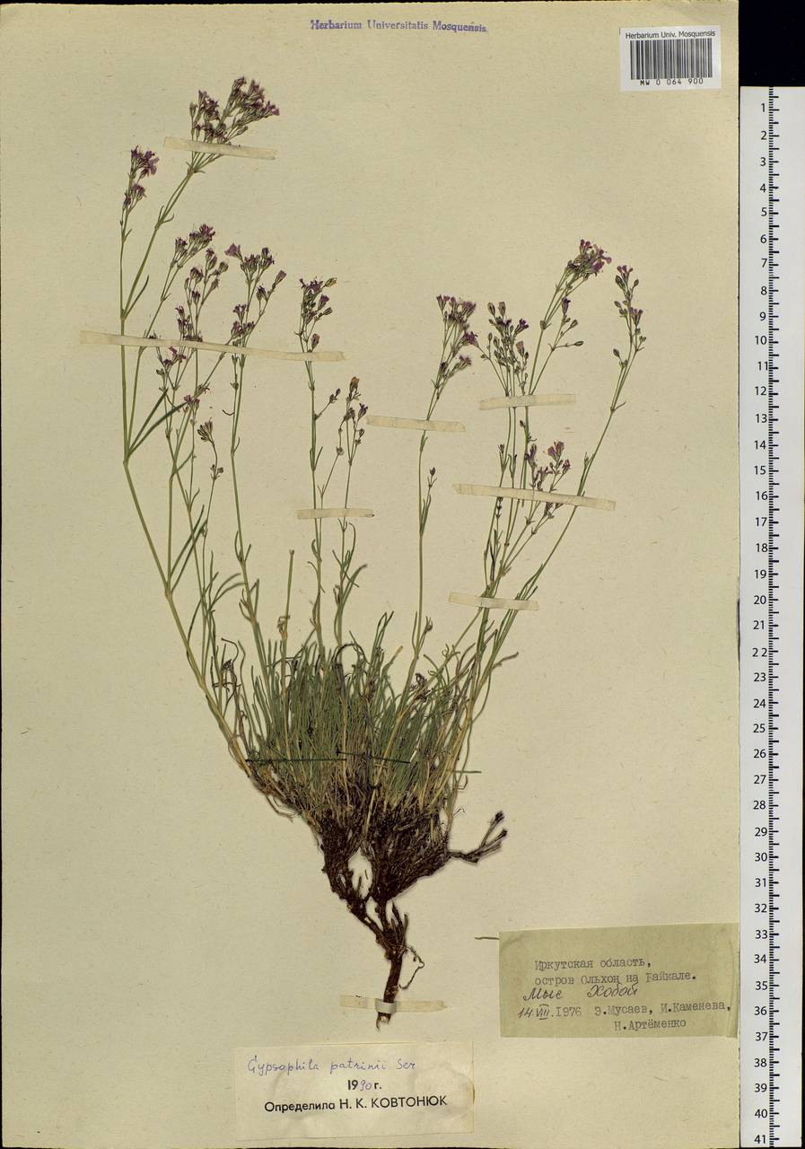 Качим Патрэна Ser., Сибирь, Прибайкалье и Забайкалье (S4) (Россия)