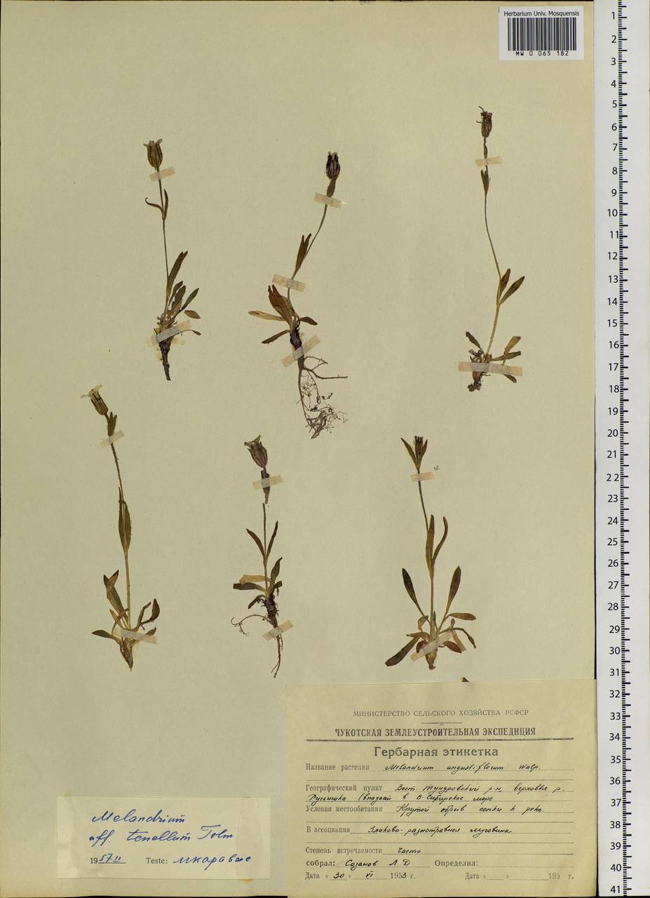 Silene involucrata subsp. tenella (Tolm.) Bocquet, Сибирь, Чукотка и Камчатка (S7) (Россия)