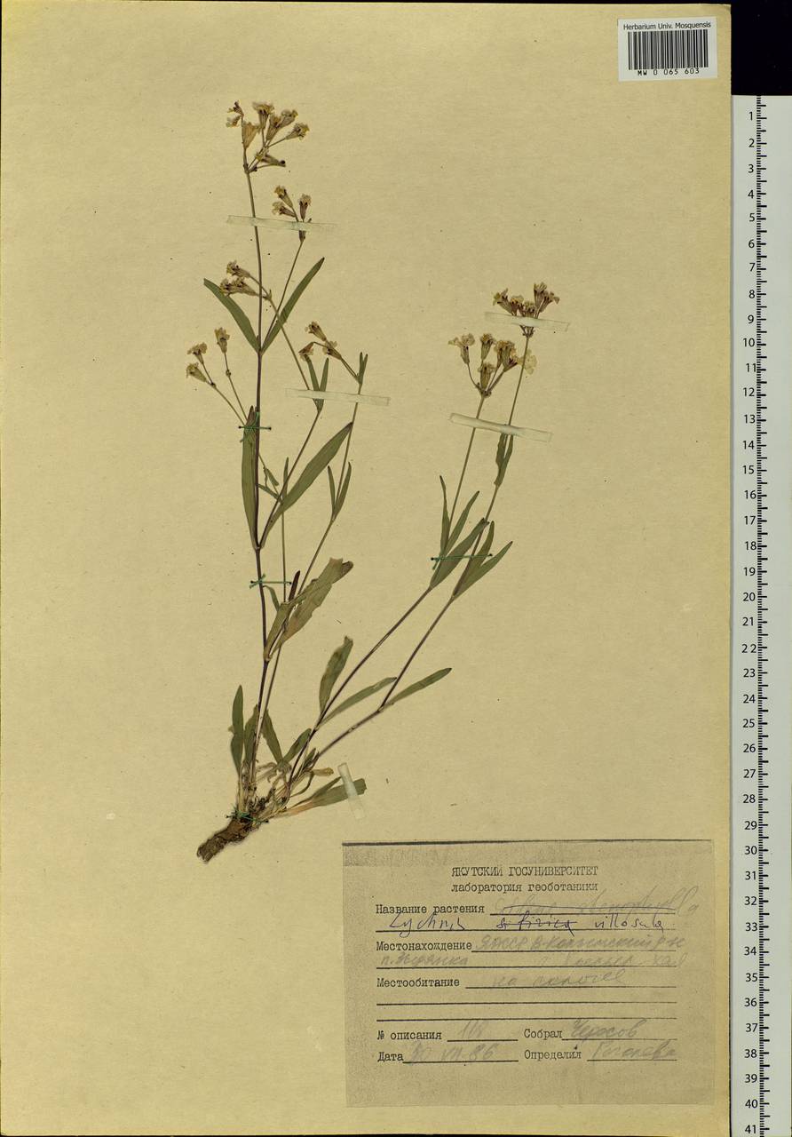 Смолевка мохнатая (Trautv.) V.V.Petrovsky & Elven, Сибирь, Якутия (S5) (Россия)