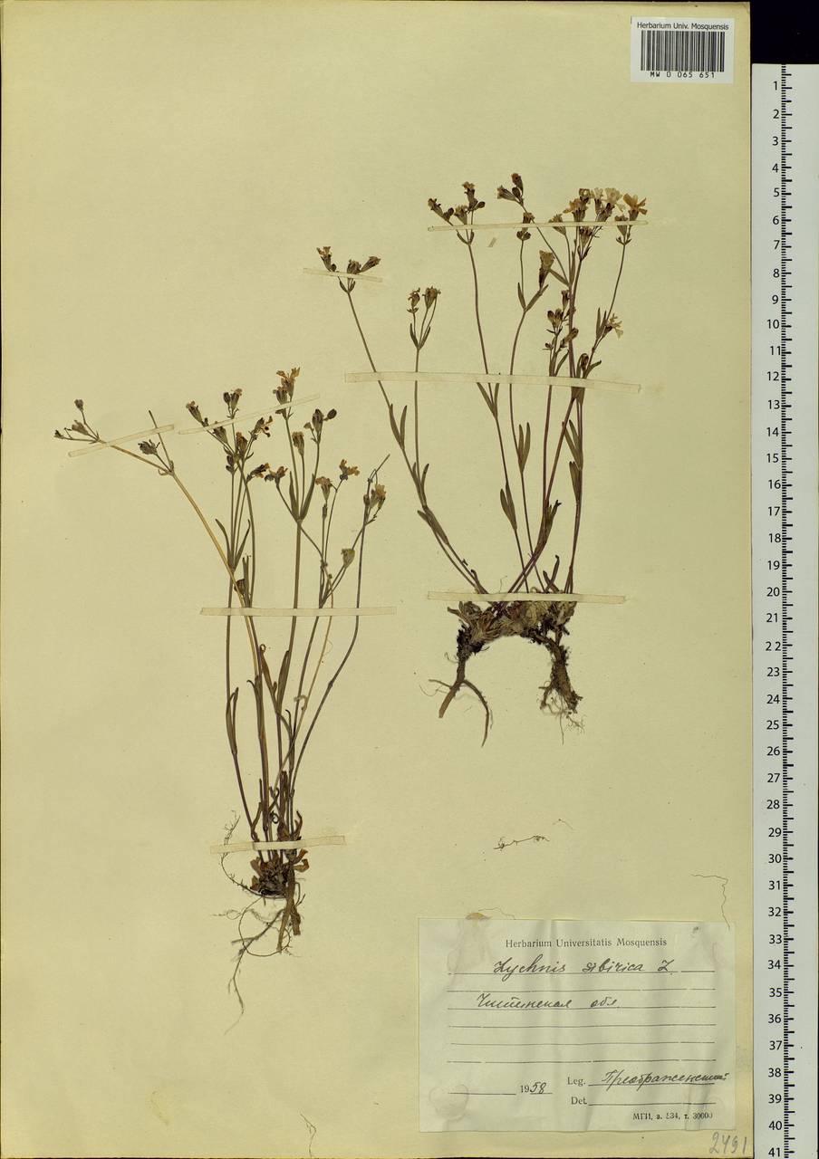 Silene orientalimongolica Kozhevn., Сибирь, Прибайкалье и Забайкалье (S4) (Россия)