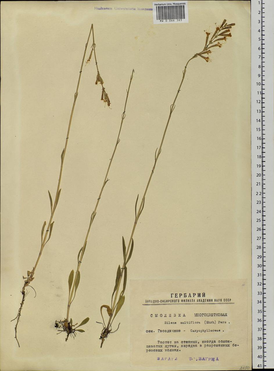 Смолевка многоцветковая (Ehrh.) Pers., Сибирь, Западная Сибирь (S1) (Россия)