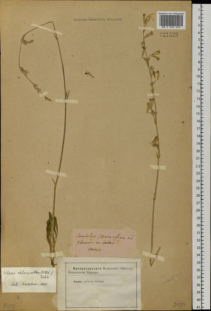 Смолевка зеленоцветковая (Willd.) Ehrh., Сибирь, Прибайкалье и Забайкалье (S4) (Россия)