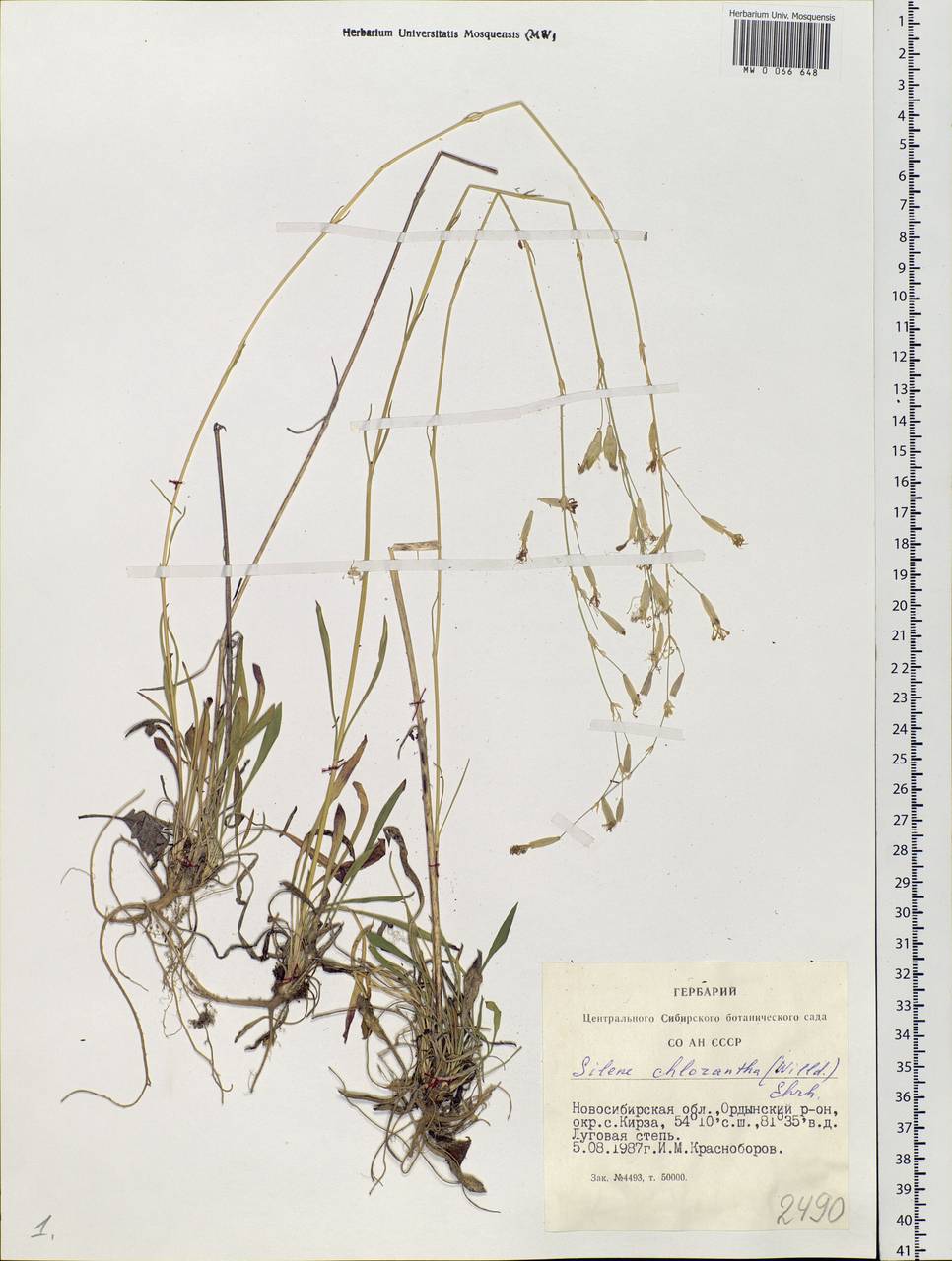 Смолевка зеленоцветковая (Willd.) Ehrh., Сибирь, Западная Сибирь (S1) (Россия)