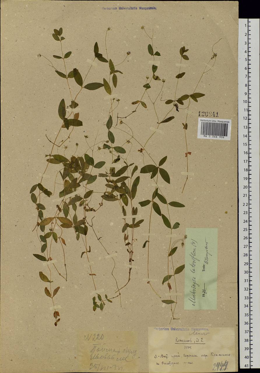 Мерингия бокоцветковая (L.) Fenzl, Сибирь, Чукотка и Камчатка (S7) (Россия)