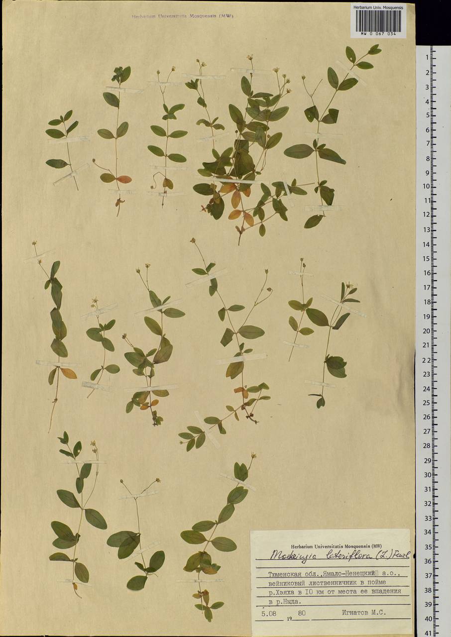 Мерингия бокоцветковая (L.) Fenzl, Сибирь, Западная Сибирь (S1) (Россия)