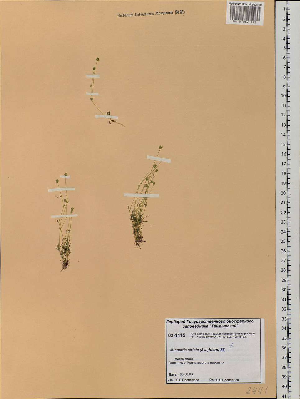 Минуарция прямая (Sw.) Rchb., Сибирь, Центральная Сибирь (S3) (Россия)