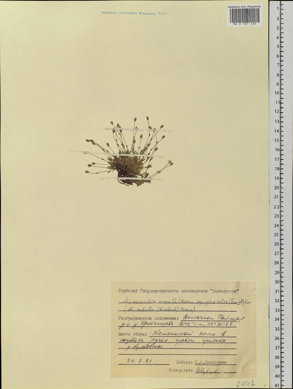 Минуарция красноватая (Wahlenb.) Dillenb. & Kadereit, Сибирь, Центральная Сибирь (S3) (Россия)