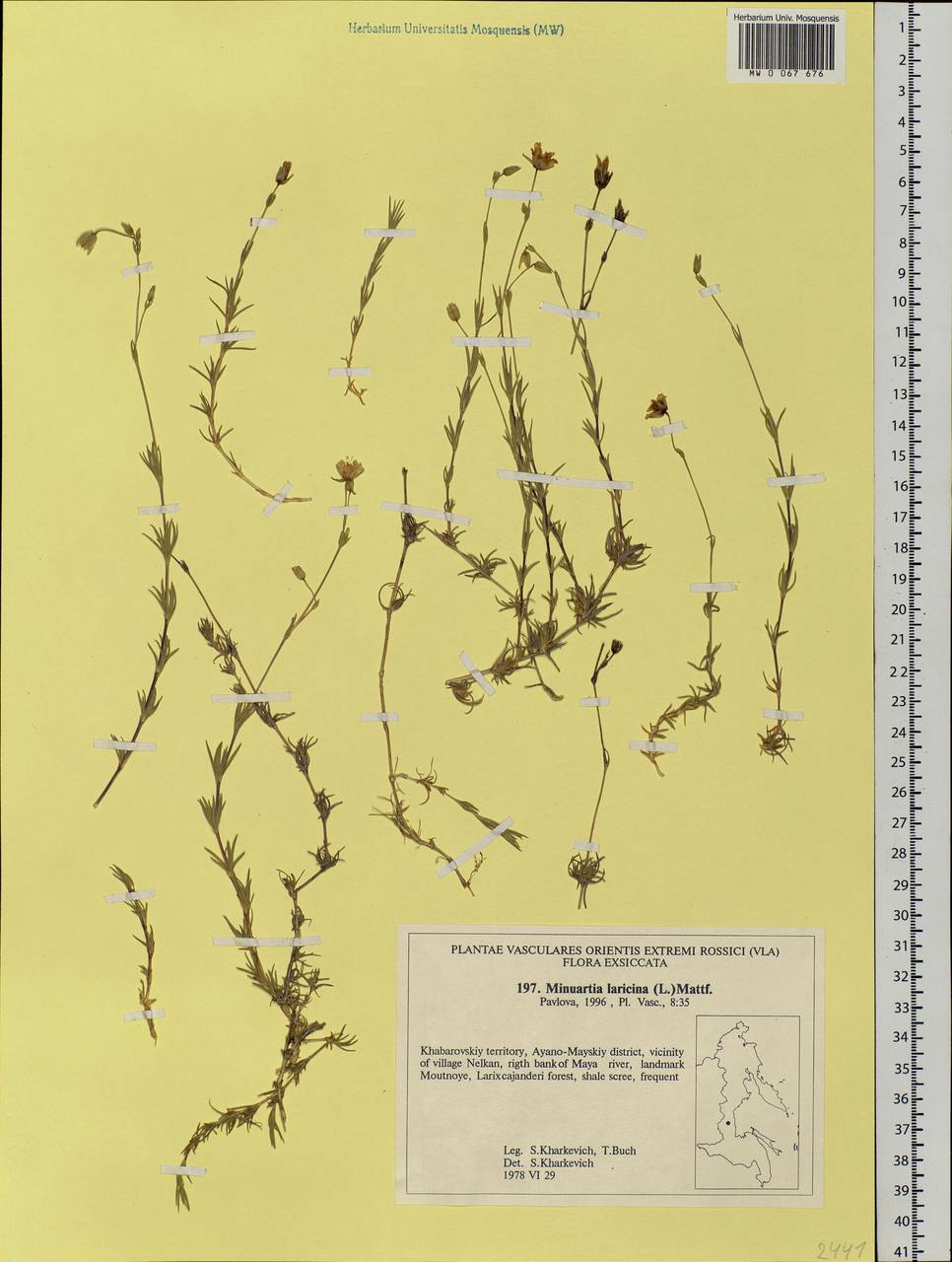 Pseudocherleria laricina (L.) Dillenb. & Kadereit, Сибирь, Дальний Восток (S6) (Россия)