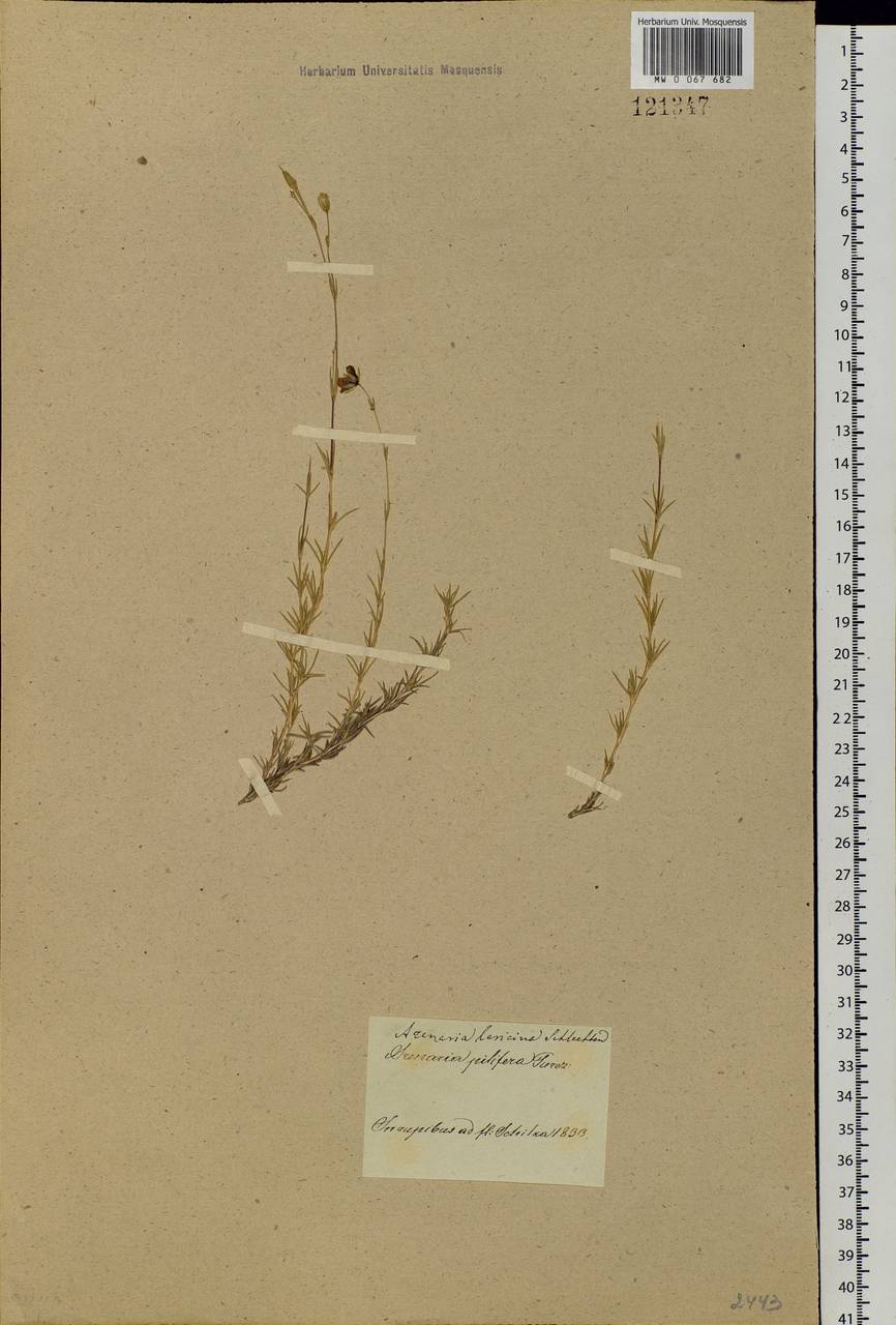 Pseudocherleria laricina (L.) Dillenb. & Kadereit, Сибирь, Прибайкалье и Забайкалье (S4) (Россия)