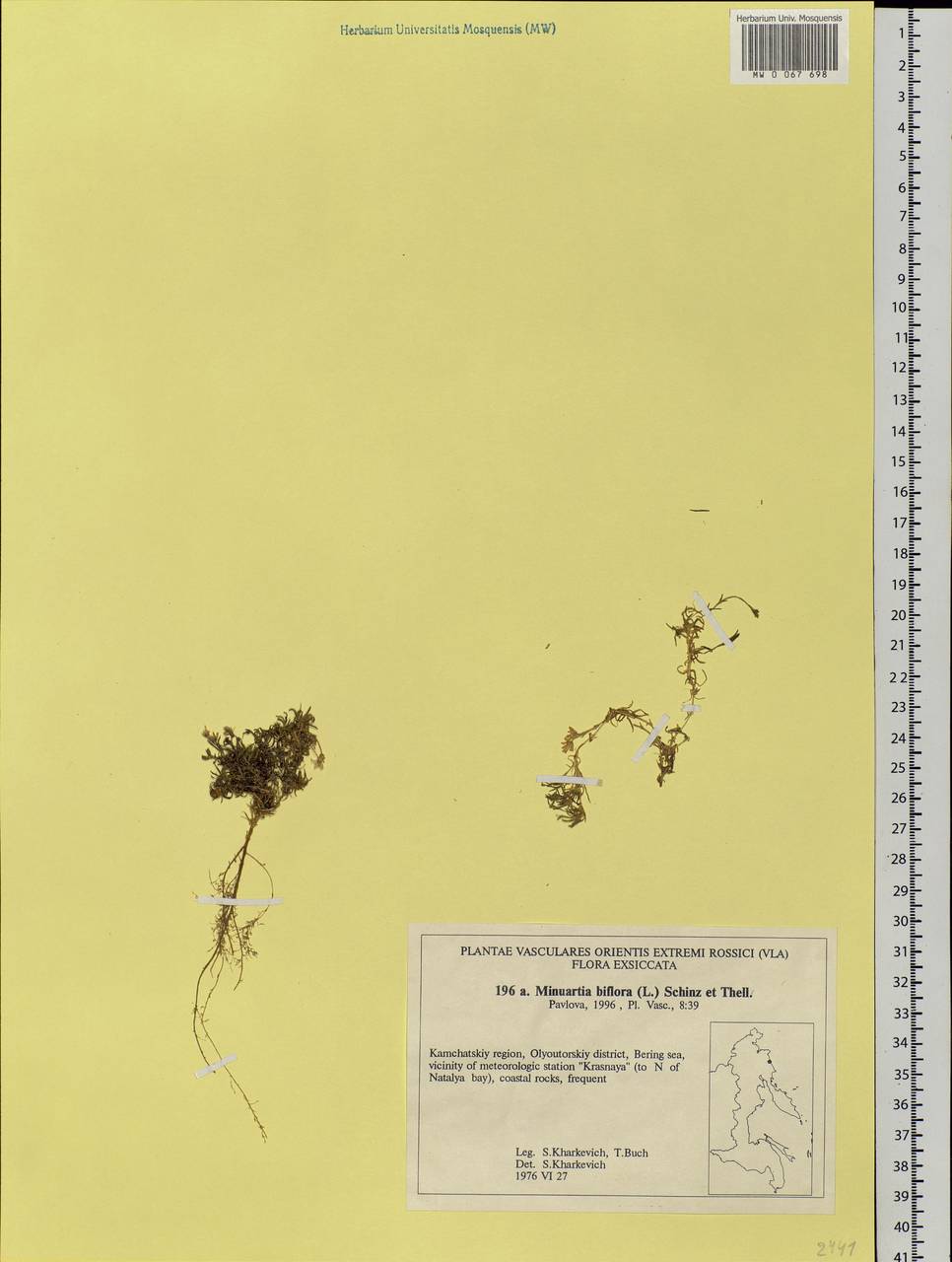 Шерлерия двухцветковая (L.) comb. ined., Сибирь, Чукотка и Камчатка (S7) (Россия)
