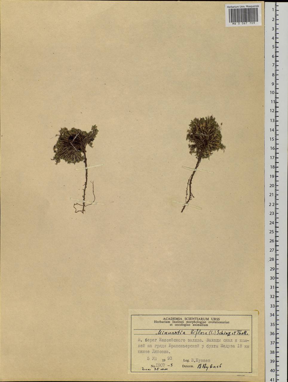 Шерлерия двухцветковая (L.) comb. ined., Сибирь, Центральная Сибирь (S3) (Россия)