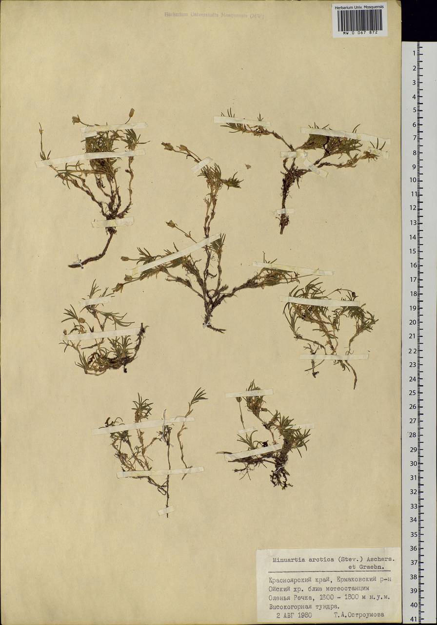 Шерлерия арктическая (Stev. ex Ser.) comb. ined., Сибирь, Алтай и Саяны (S2) (Россия)