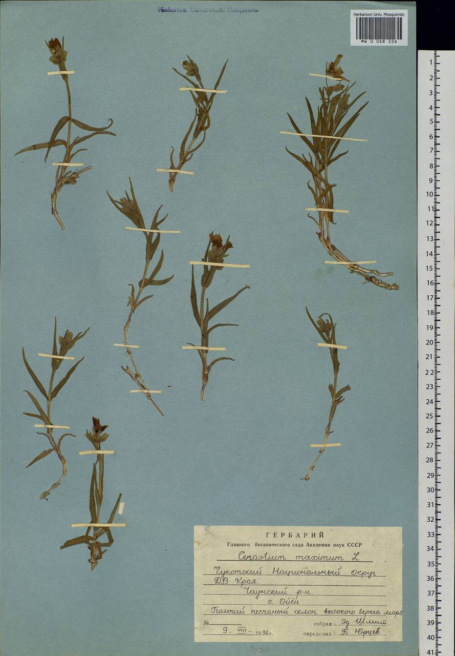 Dichodon maximum (L.) Á. Löve & D. Löve, Сибирь, Чукотка и Камчатка (S7) (Россия)
