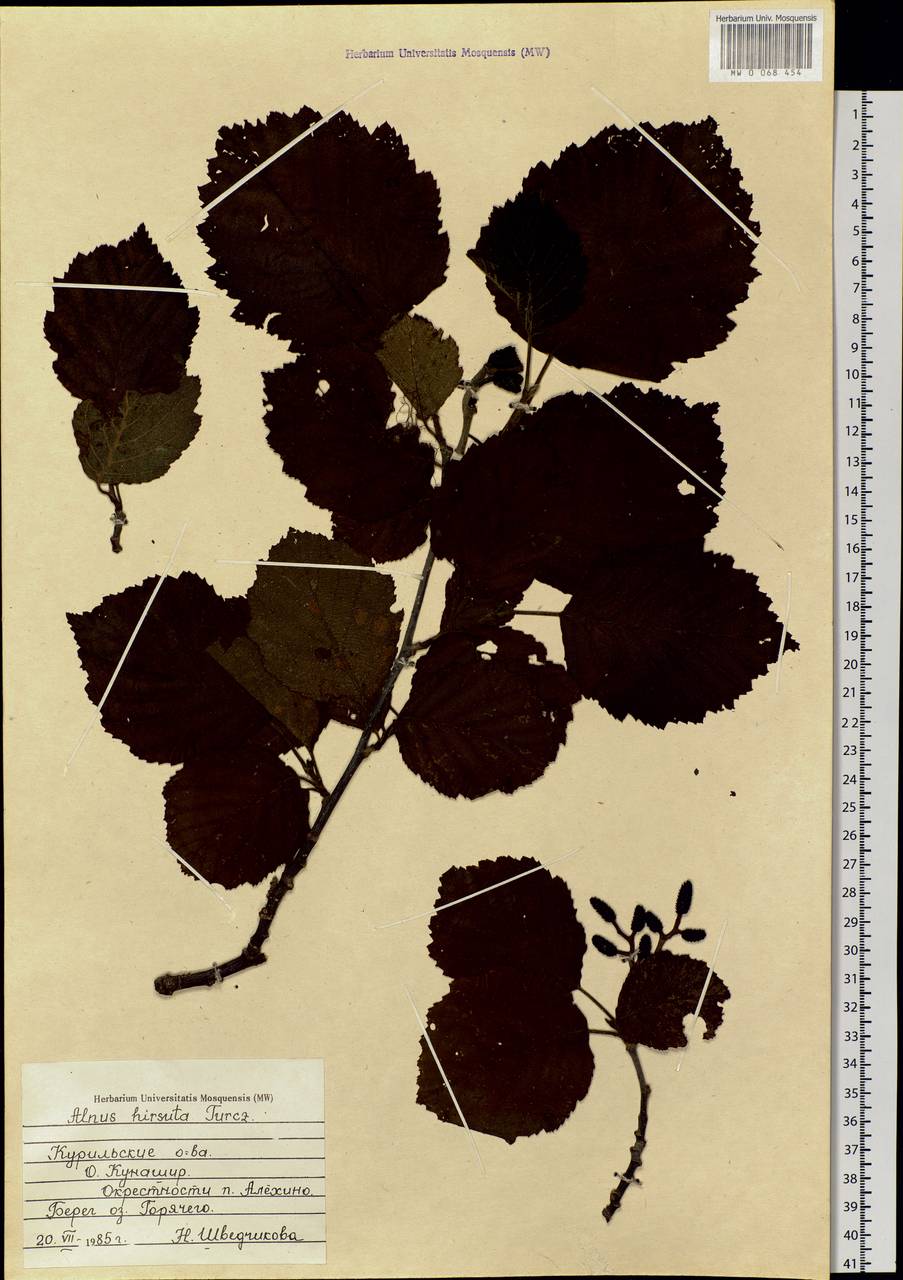 Ольха волосистая (Spach) Rupr., Сибирь, Дальний Восток (S6) (Россия)