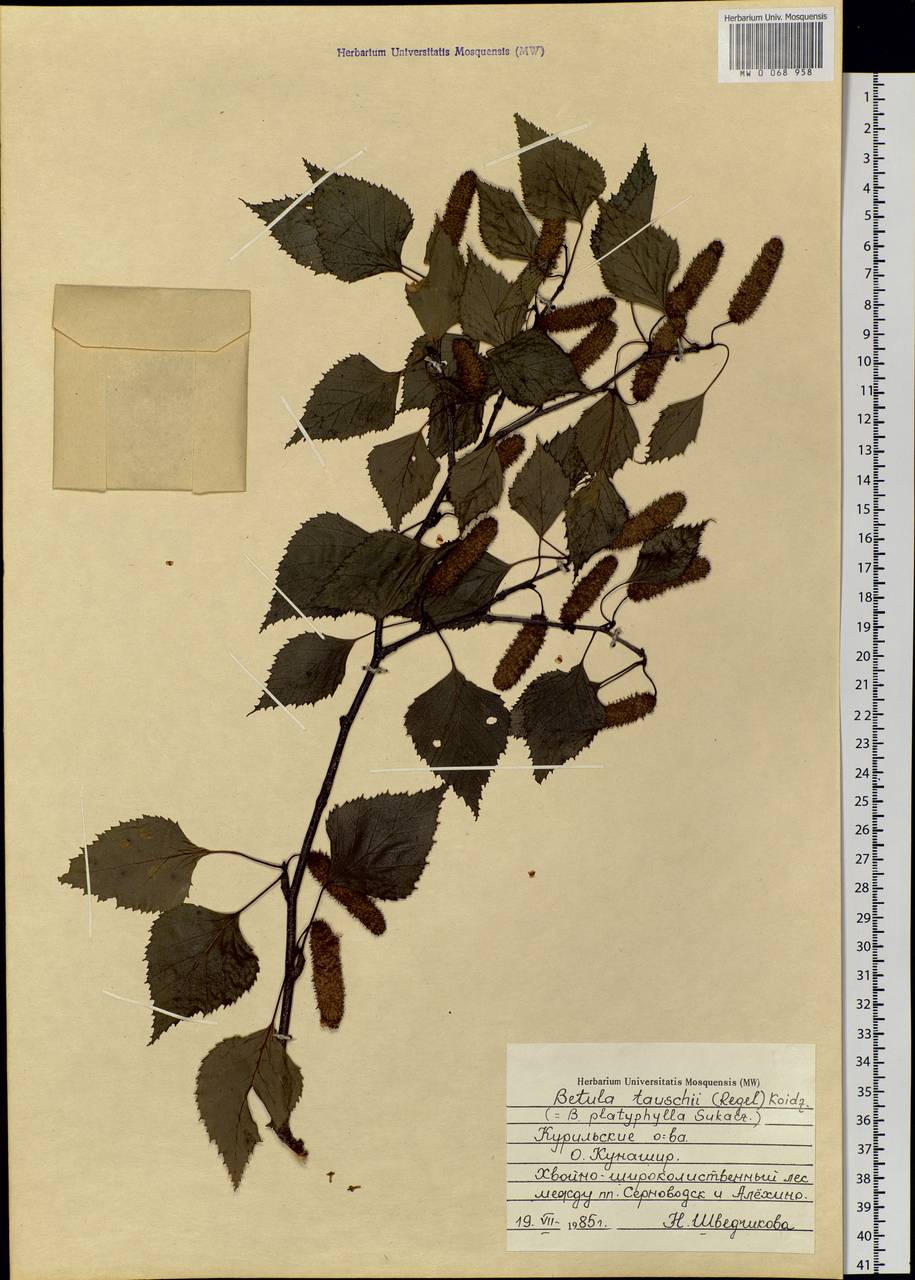Betula pendula subsp. mandshurica (Regel) Ashburner & McAll., Сибирь, Дальний Восток (S6) (Россия)