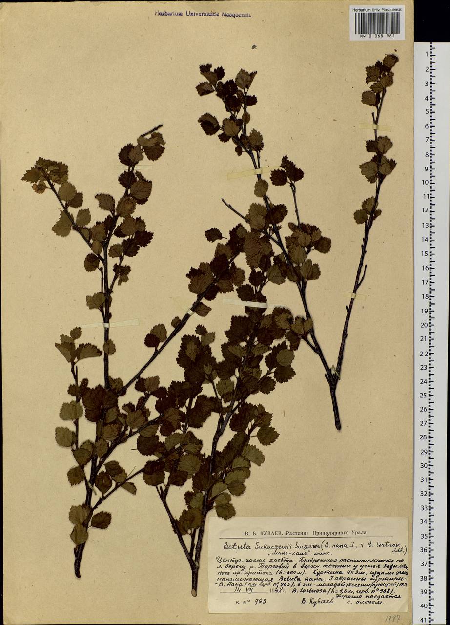 Betula intermedia var. sukatschewii (Soczava) Govaerts, Восточная Европа, Северный район (E1) (Россия)