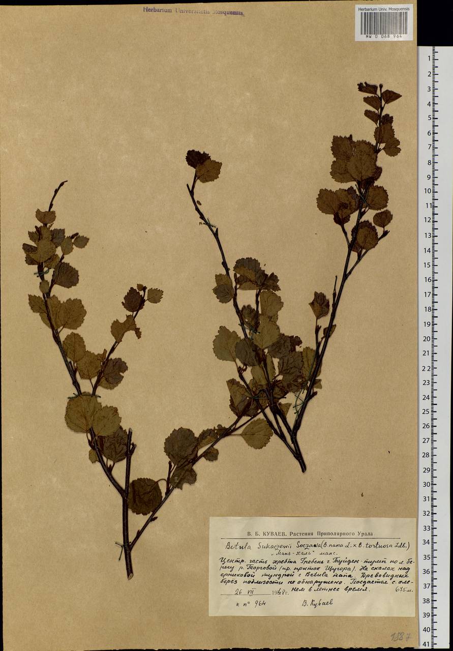 Betula intermedia var. sukatschewii (Soczava) Govaerts, Сибирь, Западная Сибирь (S1) (Россия)