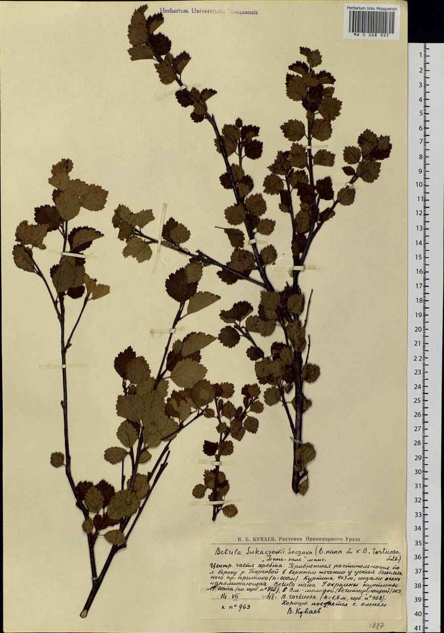 Betula intermedia var. sukatschewii (Soczava) Govaerts, Восточная Европа, Северный район (E1) (Россия)