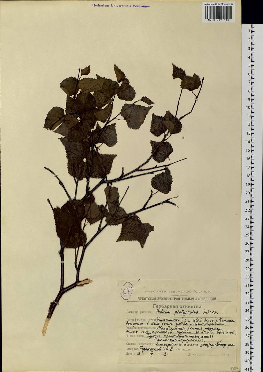 Betula pendula subsp. mandshurica (Regel) Ashburner & McAll., Сибирь, Чукотка и Камчатка (S7) (Россия)