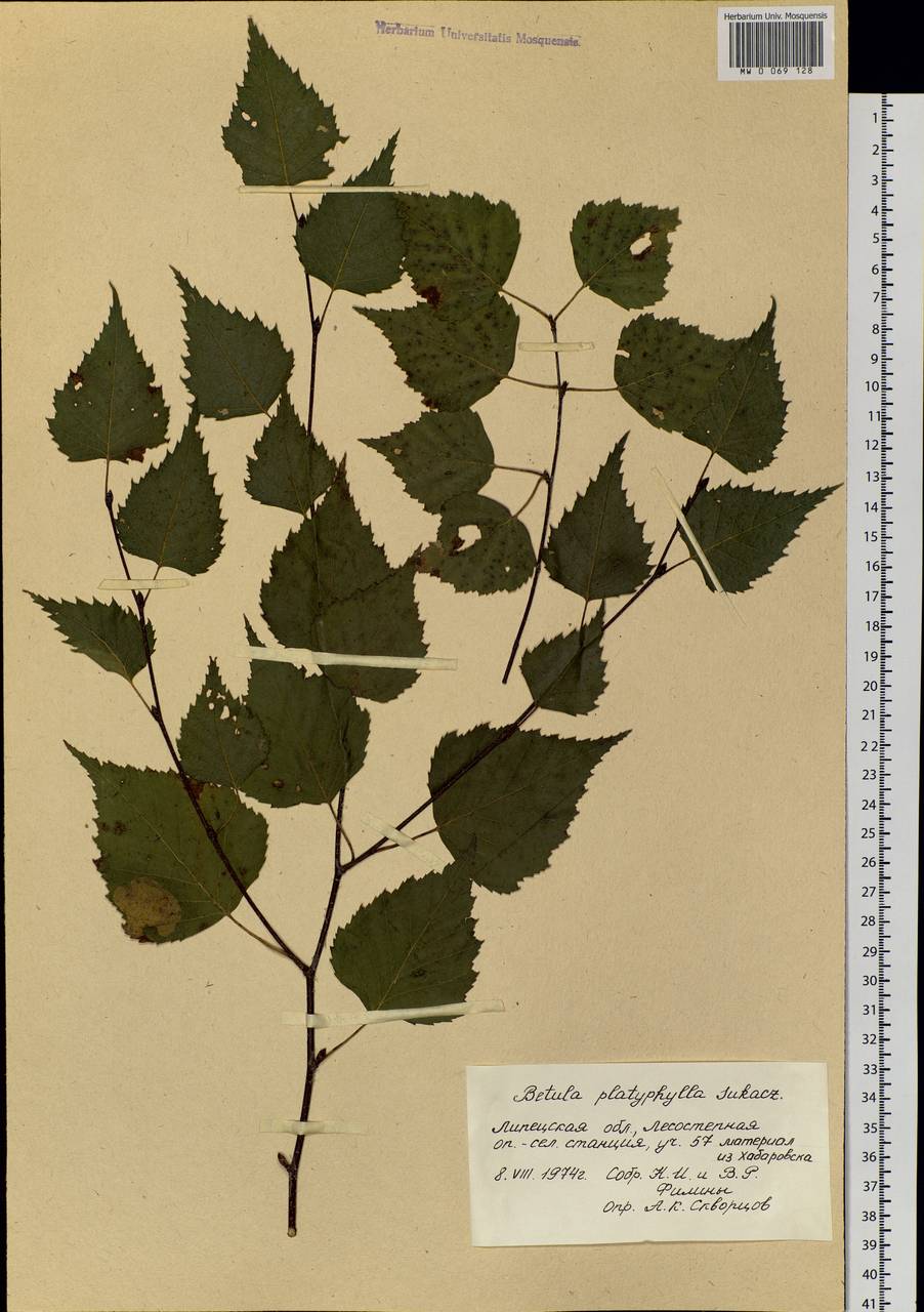 Betula pendula subsp. mandshurica (Regel) Ashburner & McAll., Ботанические сады и дендрарии (GARD) (Россия)