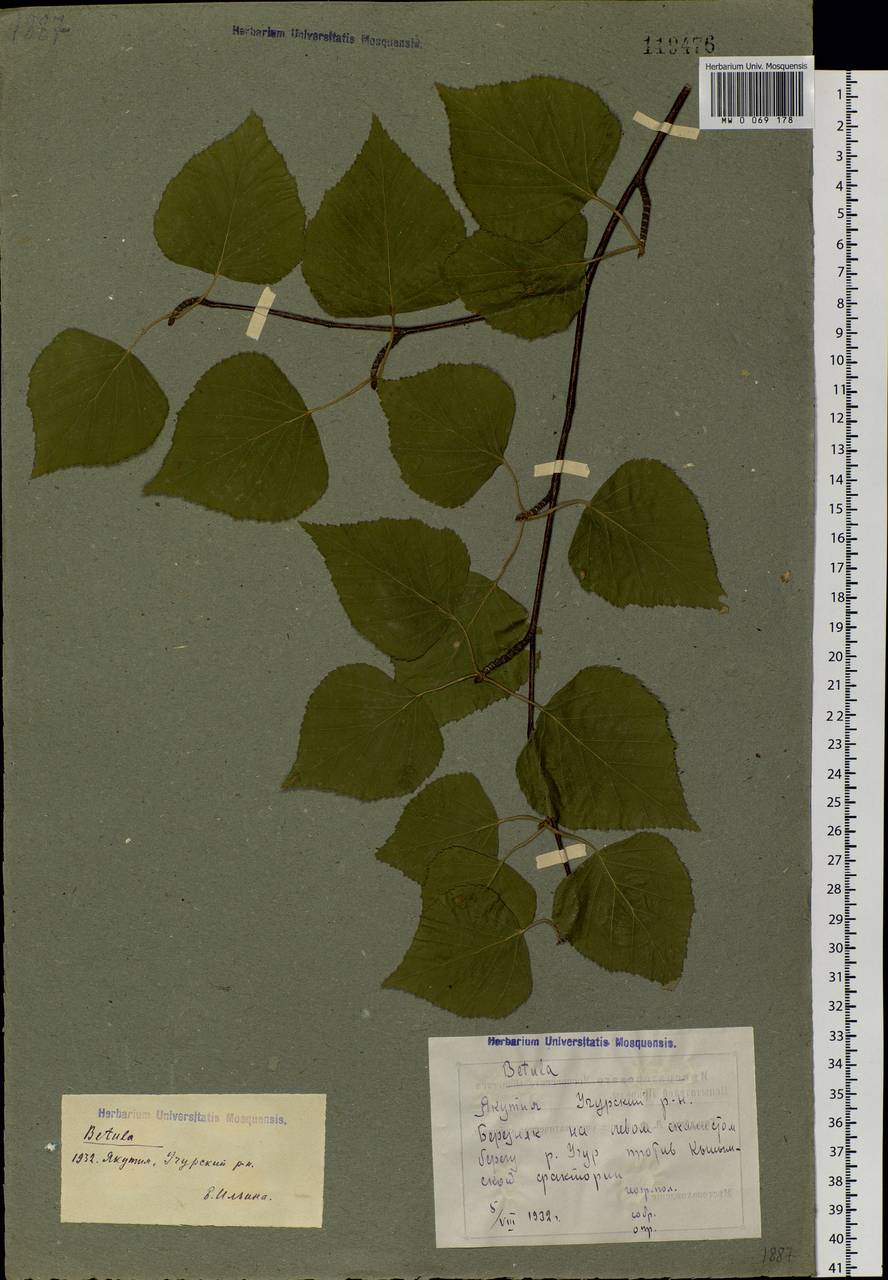 Betula pendula subsp. mandshurica (Regel) Ashburner & McAll., Сибирь, Якутия (S5) (Россия)