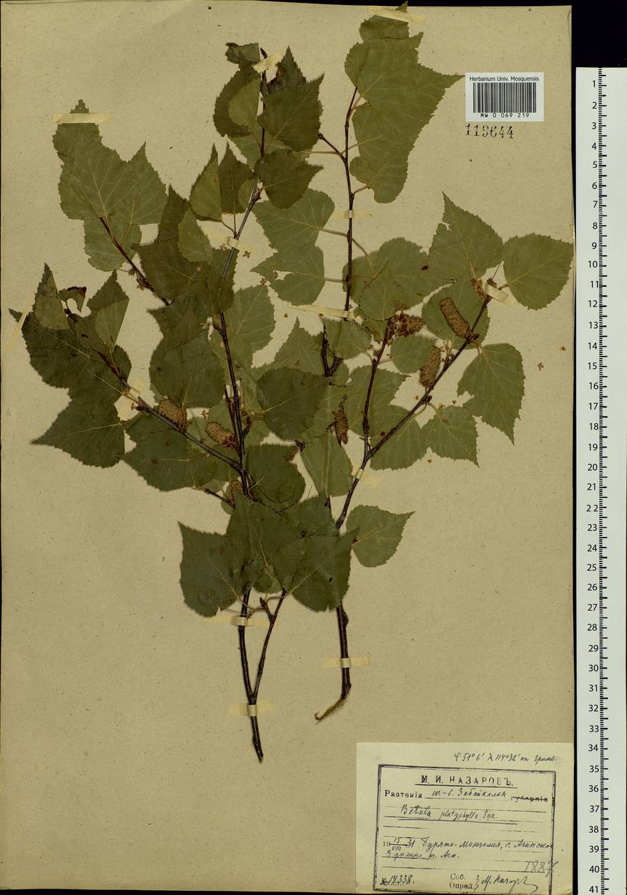 Betula pendula subsp. mandshurica (Regel) Ashburner & McAll., Сибирь, Прибайкалье и Забайкалье (S4) (Россия)