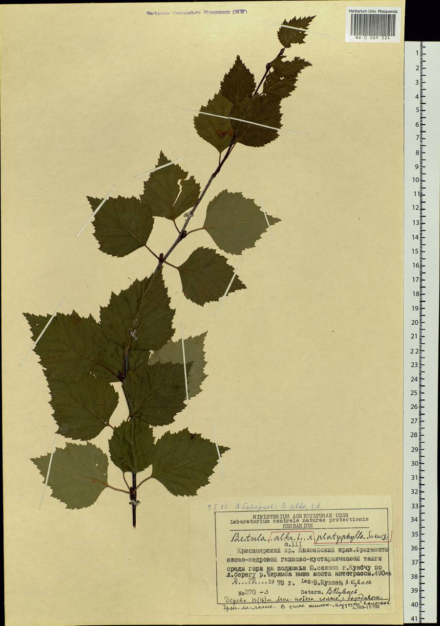 Betula pendula subsp. mandshurica (Regel) Ashburner & McAll., Сибирь, Центральная Сибирь (S3) (Россия)