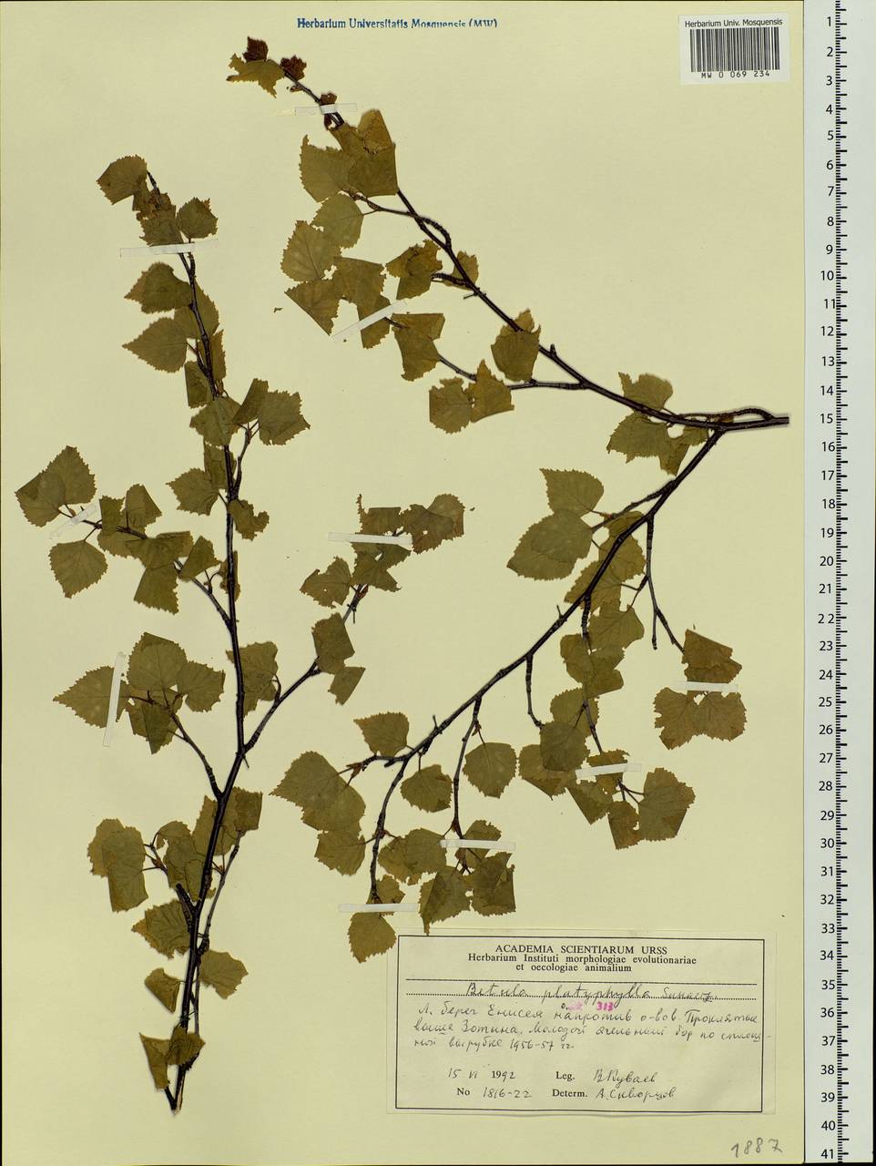 Betula pendula subsp. mandshurica (Regel) Ashburner & McAll., Сибирь, Центральная Сибирь (S3) (Россия)